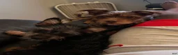 Mixed Breed dogs for sale: Stella - Ad 36