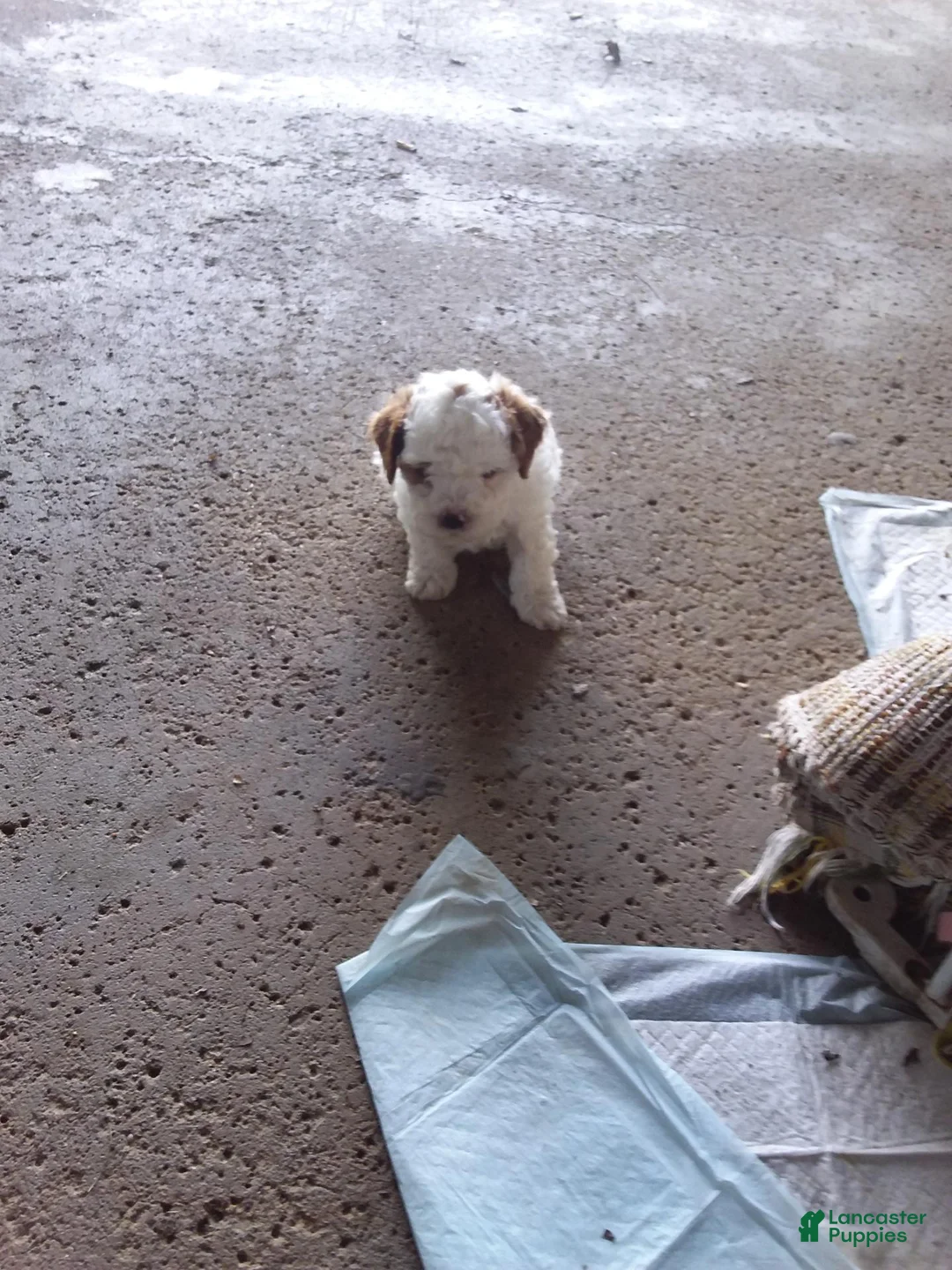 Cavapoo dogs for sale: Cavapoo 1 - Ad 28