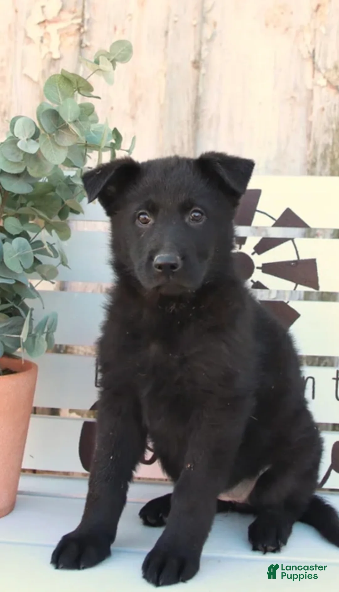 German Shepherd dogs for sale: German Shepherd Puppy 1 - Ad 2