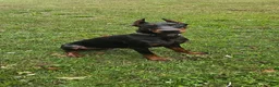 Doberman Pinscher dogs for sale: Nicholas  - Ad 1
