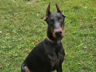 Doberman Pinscher dogs Nicholas - Ad 25