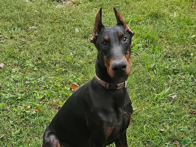 Doberman Pinscher dogs for sale: Nicholas - Ad 42