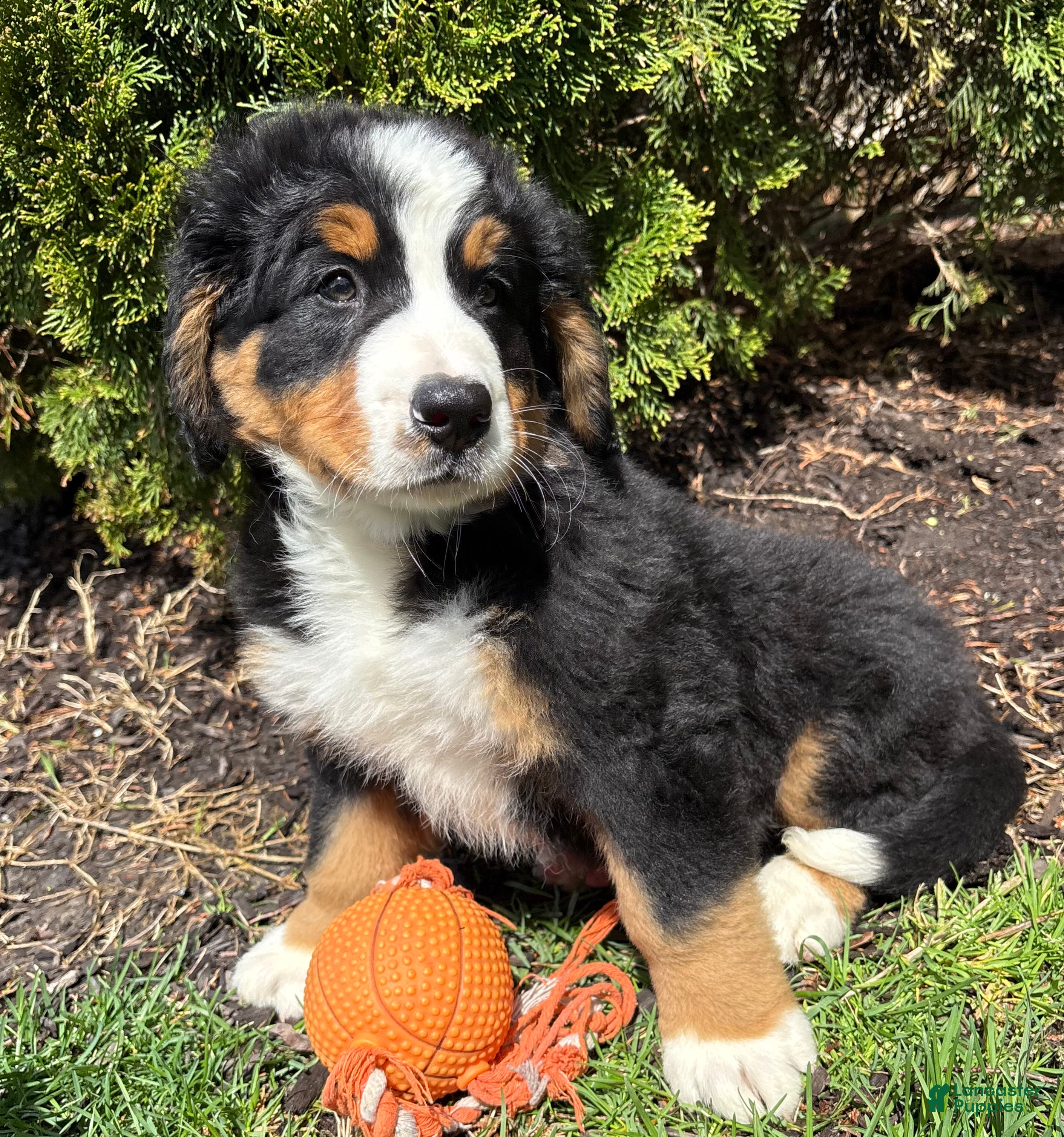 Bernese Mountain Dog dogs Murphy - Ad 2