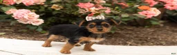 Yorkshire Terrier dogs for sale: Dobbin  - Ad 7