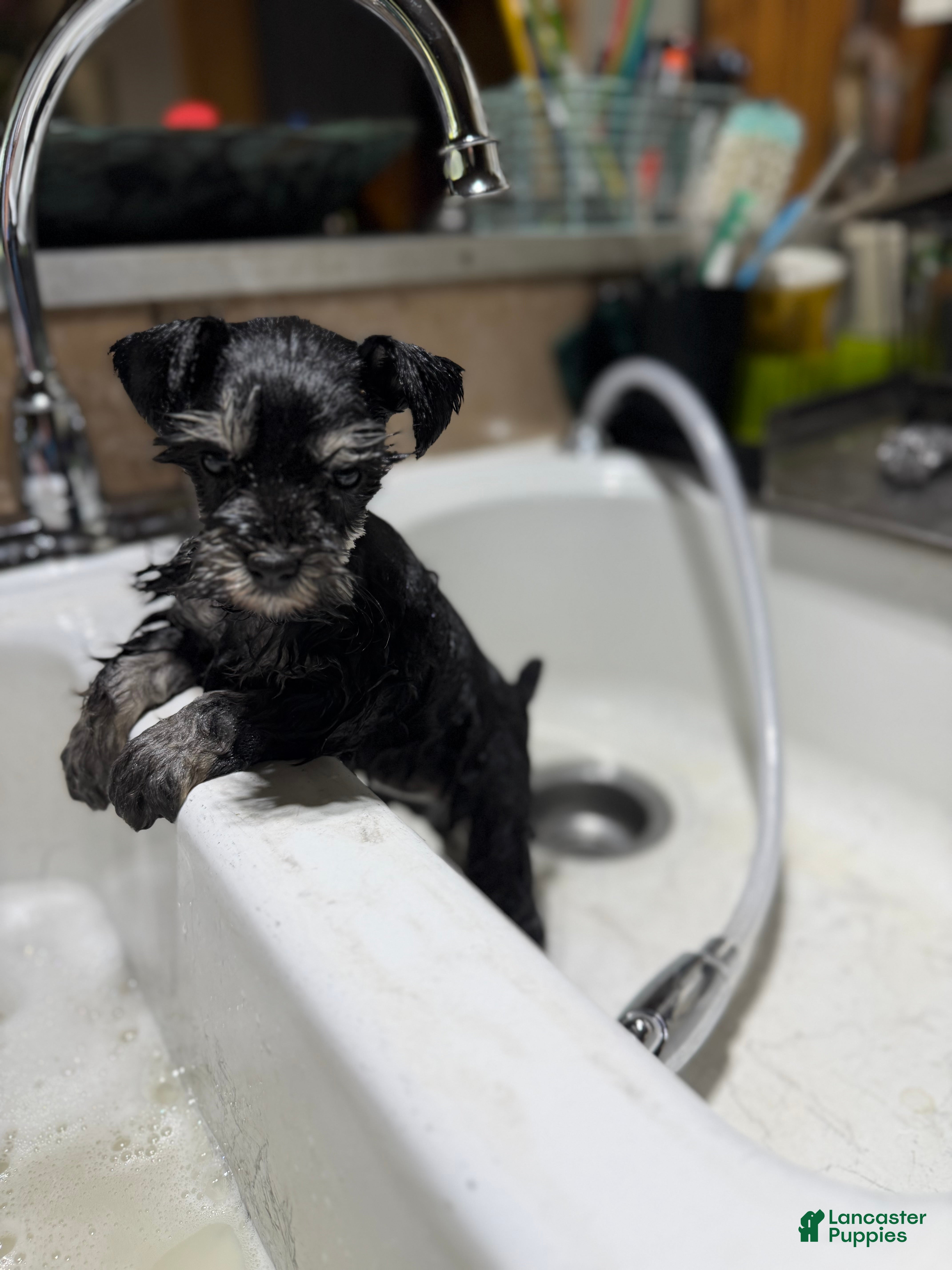 Miniature Schnauzer dogs Miniature Schnauzer Puppy 1 - Ad 35
