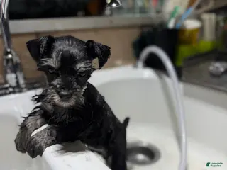Miniature Schnauzer dogs Miniature Schnauzer Puppy 1 - Ad 35