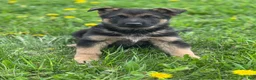 German Shepherd dogs for sale: Luna - Ad 1