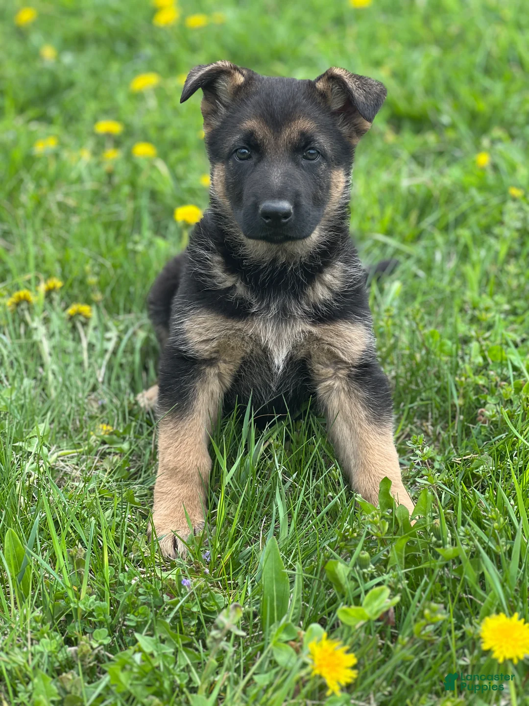 German Shepherd dogs for sale: Luna - Ad 1