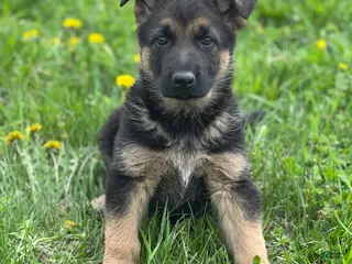 German Shepherd dogs for sale: Luna - Ad 3