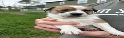 Mixed Breed dogs for sale: Marley - Ad 1