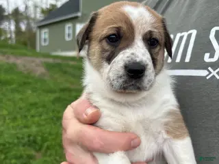 Mixed Breed dogs for sale: Marley - Ad 2