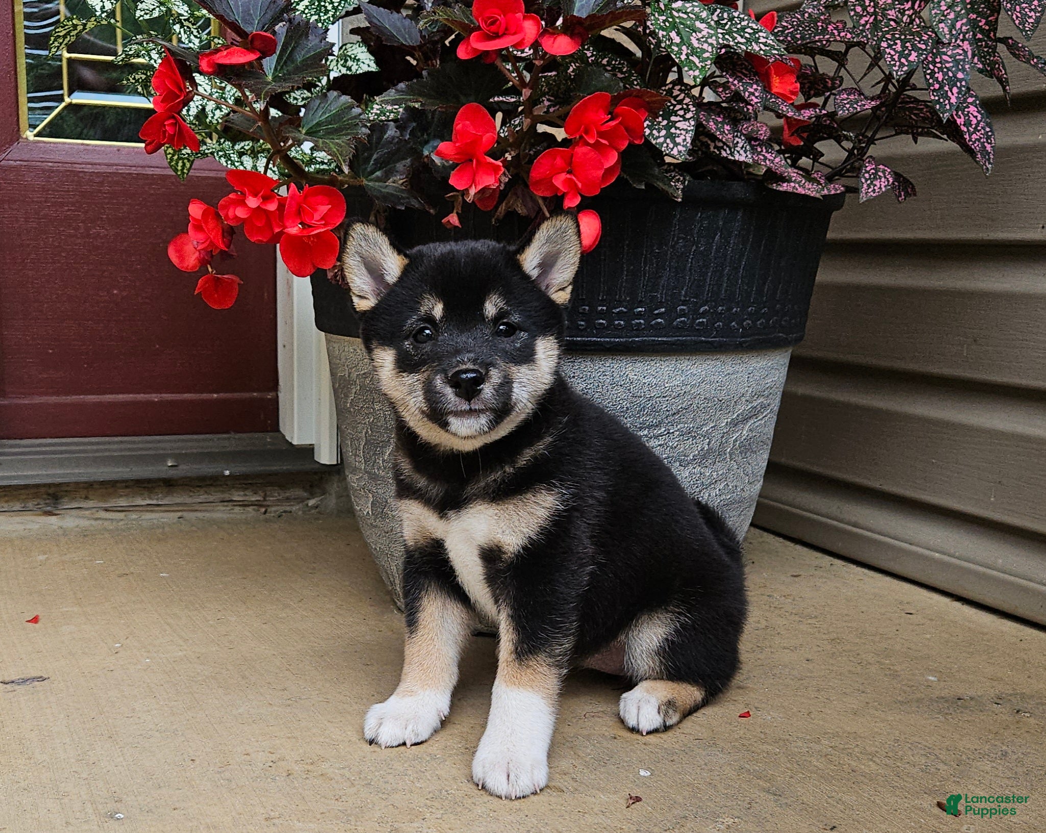 Shiba Inu dogs Holly - Ad 2