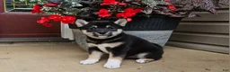 Shiba Inu dogs for sale: Holly - Ad 2