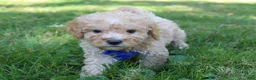 Mini Goldendoodle dogs for sale: Dusty 💎 - Ad 6