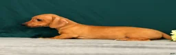 Miniature Dachshund dogs for sale: Piper - Ad 3