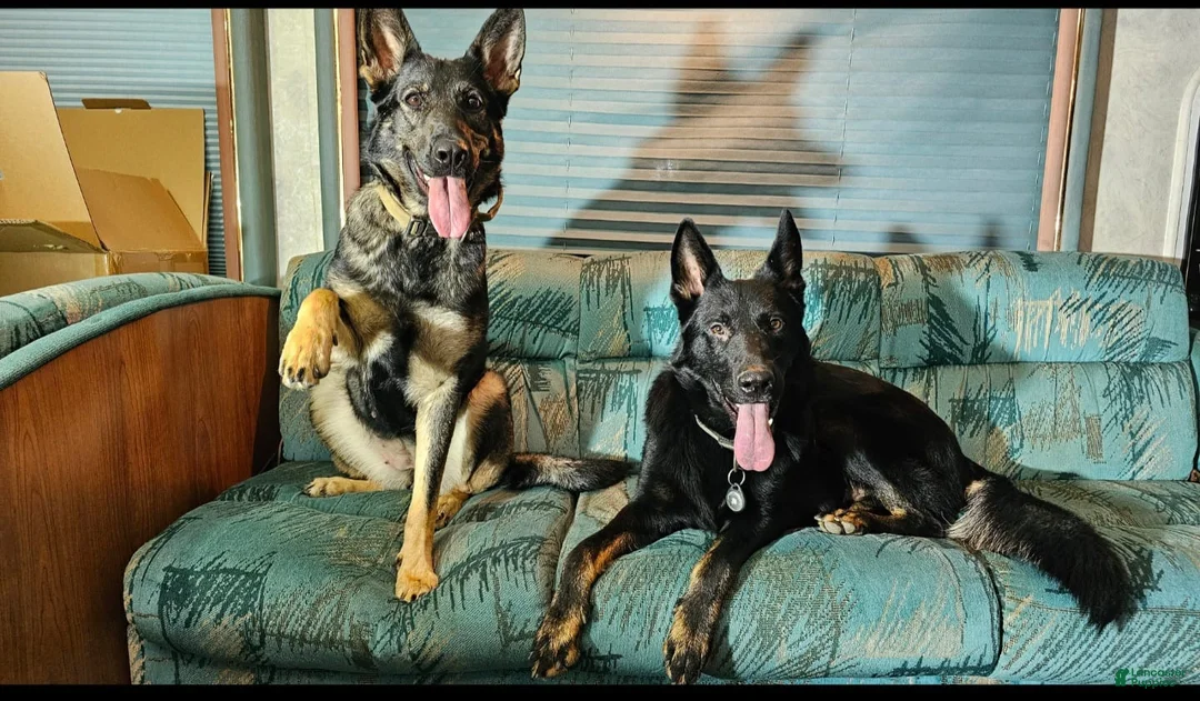 German Shepherd dogs for sale: German Shepherd Puppy 1 - Ad 11