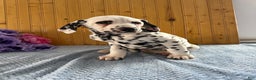 Dalmatian dogs for sale: Tommy - Ad 21