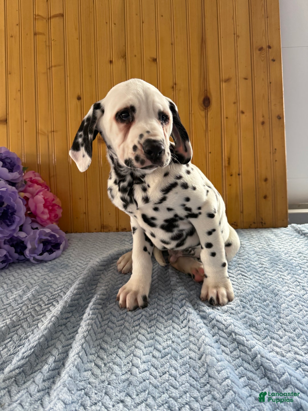 Dalmatian dogs for sale: Tommy - Ad 21