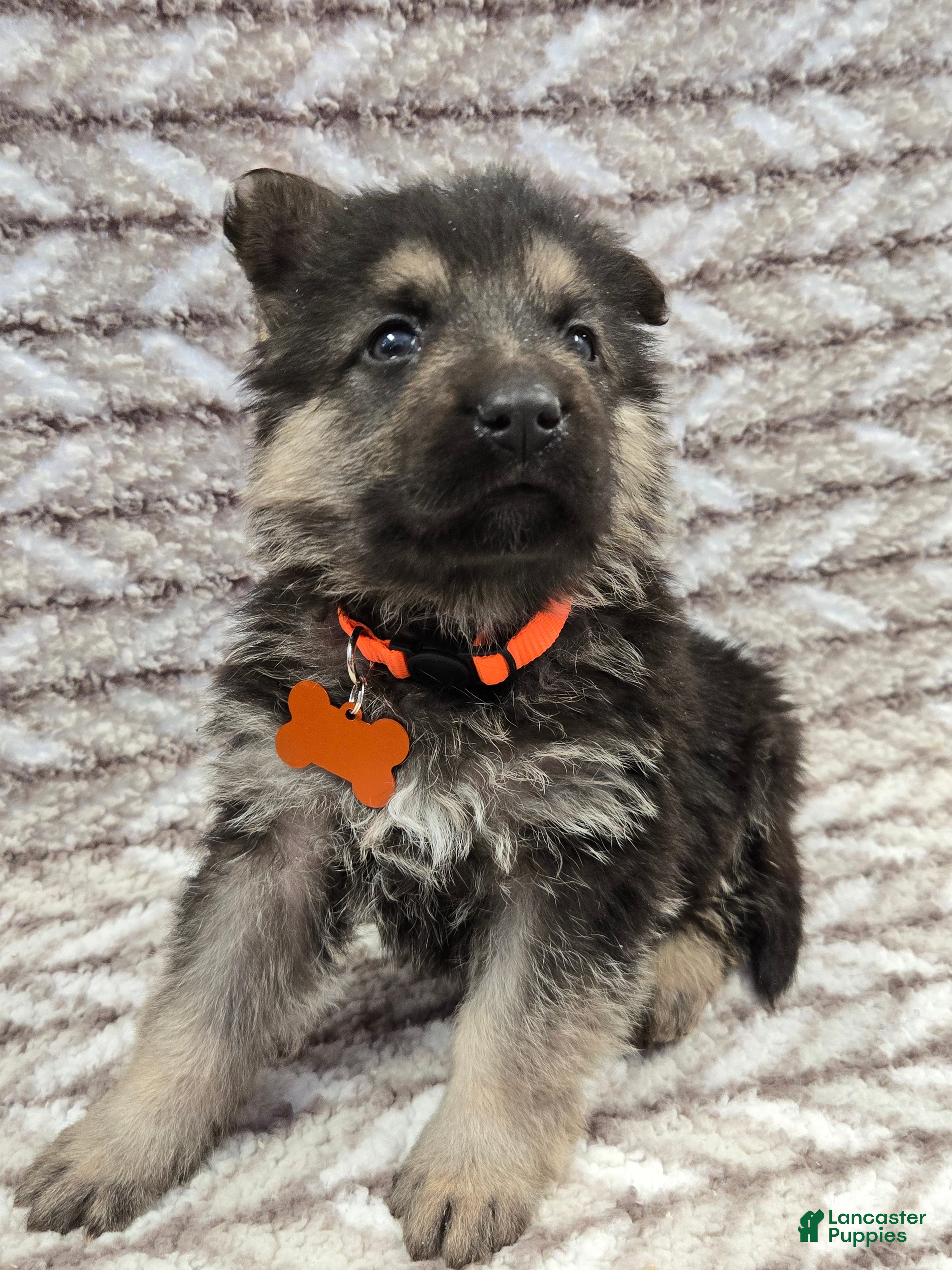 German Shepherd dogs Buddy - Ad 25