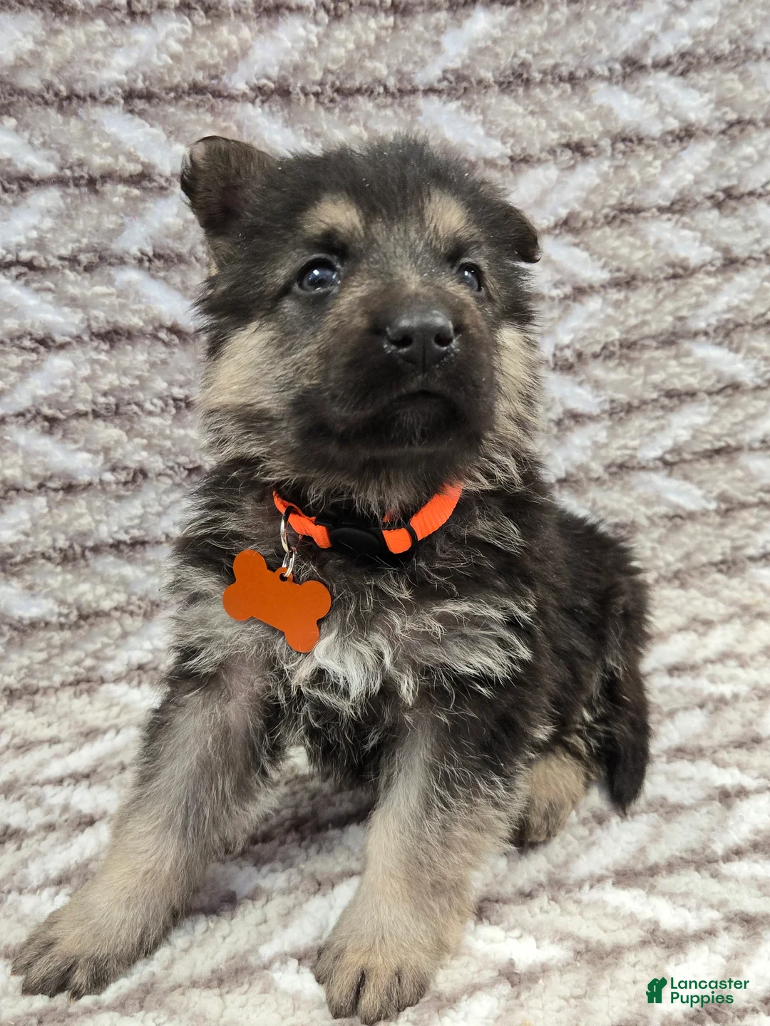 German Shepherd dogs for sale: Buddy - Ad 1