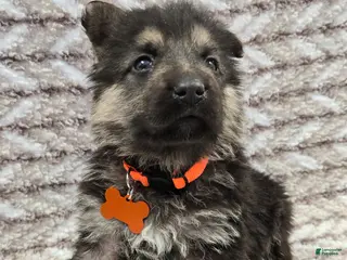 German Shepherd dogs Buddy - Ad 25