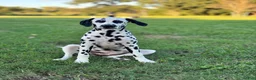 Mixed Breed dogs for sale: Brown Sugar - Ad 3