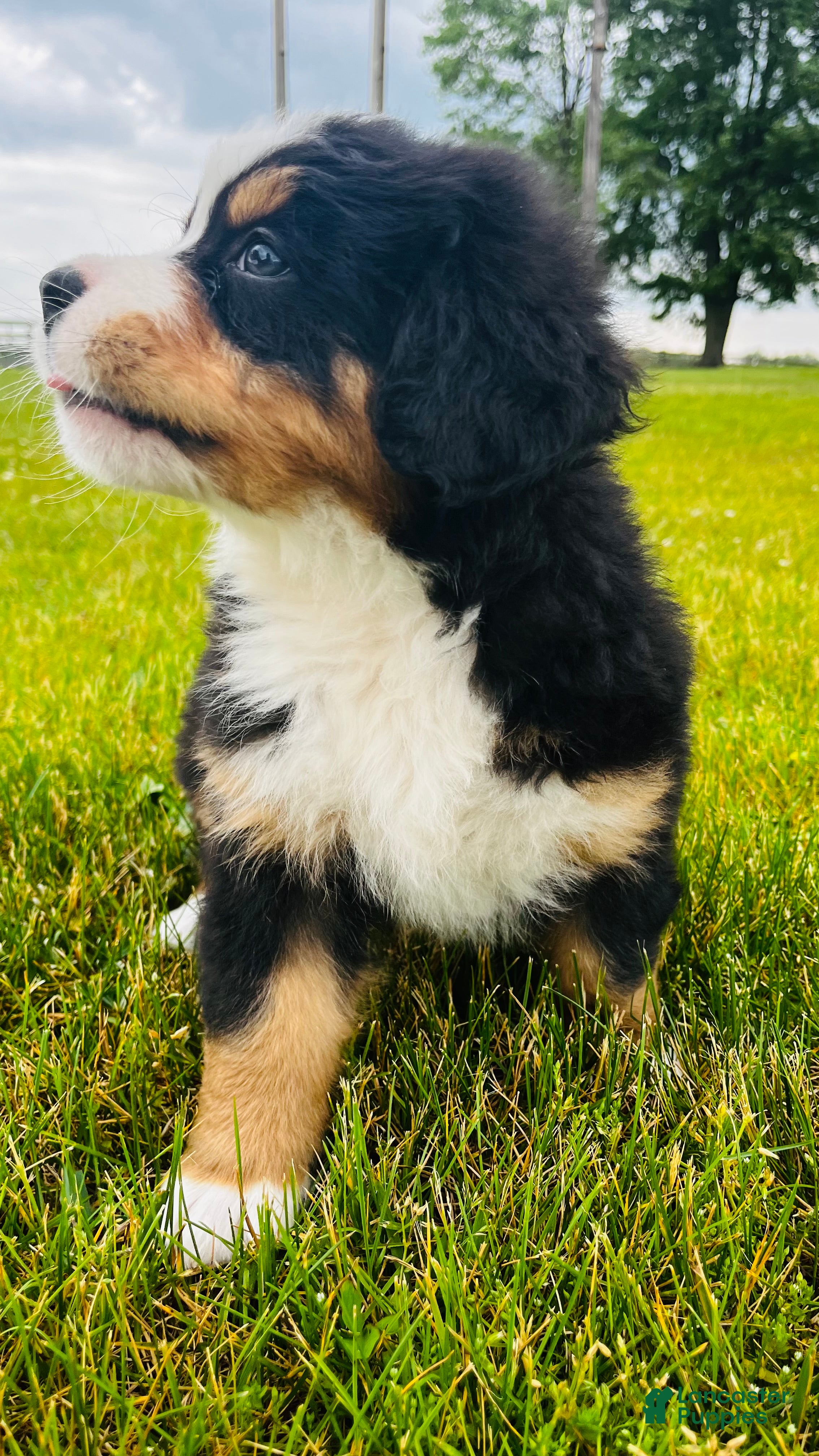 Bernese Mountain Dog dogs Everett - Ad 2