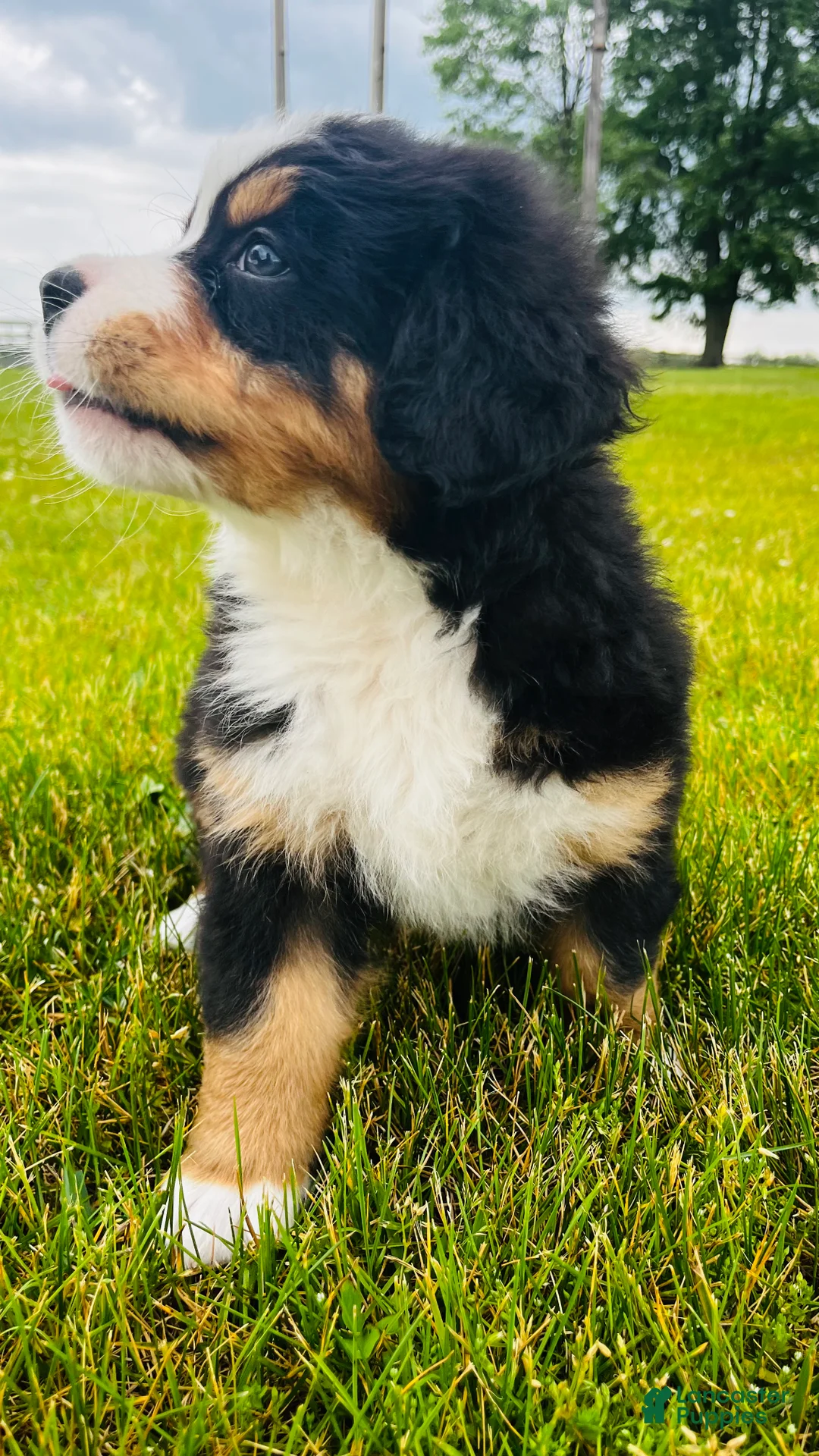 Bernese Mountain Dog dogs for sale: Everett - Ad 2