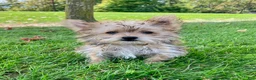 Morkie dogs for sale: Otis - Ad 2