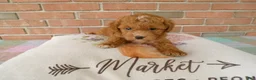 Cockapoo dogs for sale: Connie - Ad 6