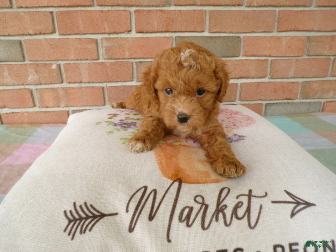 Cockapoo dogs for sale: Connie - Ad 6