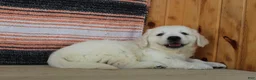 Golden Retriever dogs for sale: Queenie English Cream  - Ad 7