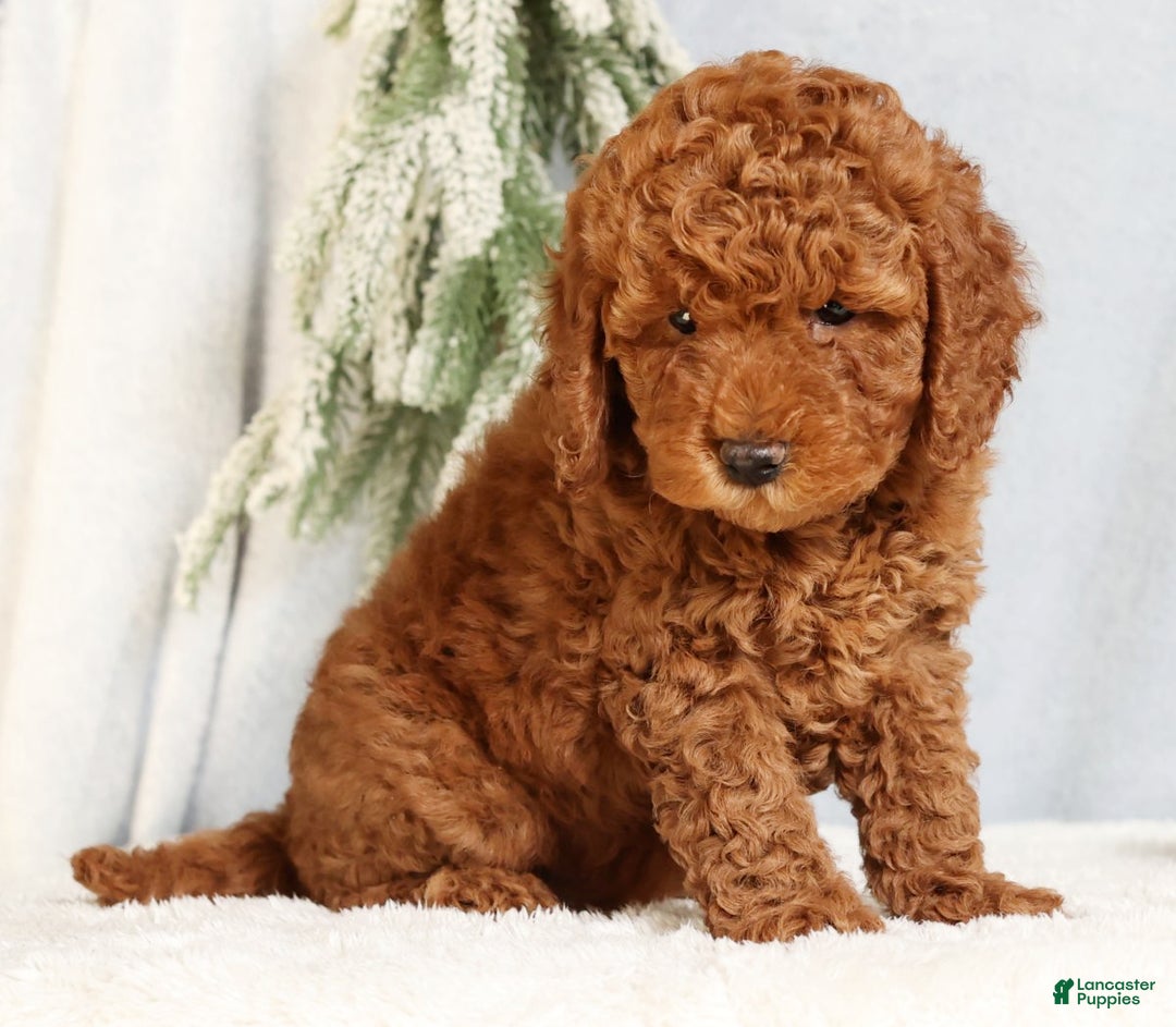 Mini Goldendoodle dogs for sale: Goldie - Ad 5