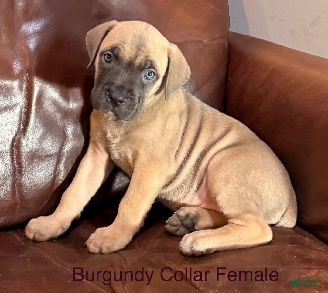 Cane Corso dogs for sale: Burgundy Collar  F Cane Corso Puppy - Ad 4