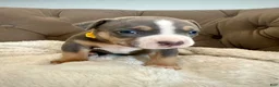 American Bully dogs for sale: Mia - XL American Bully Puppy  - Ad 4