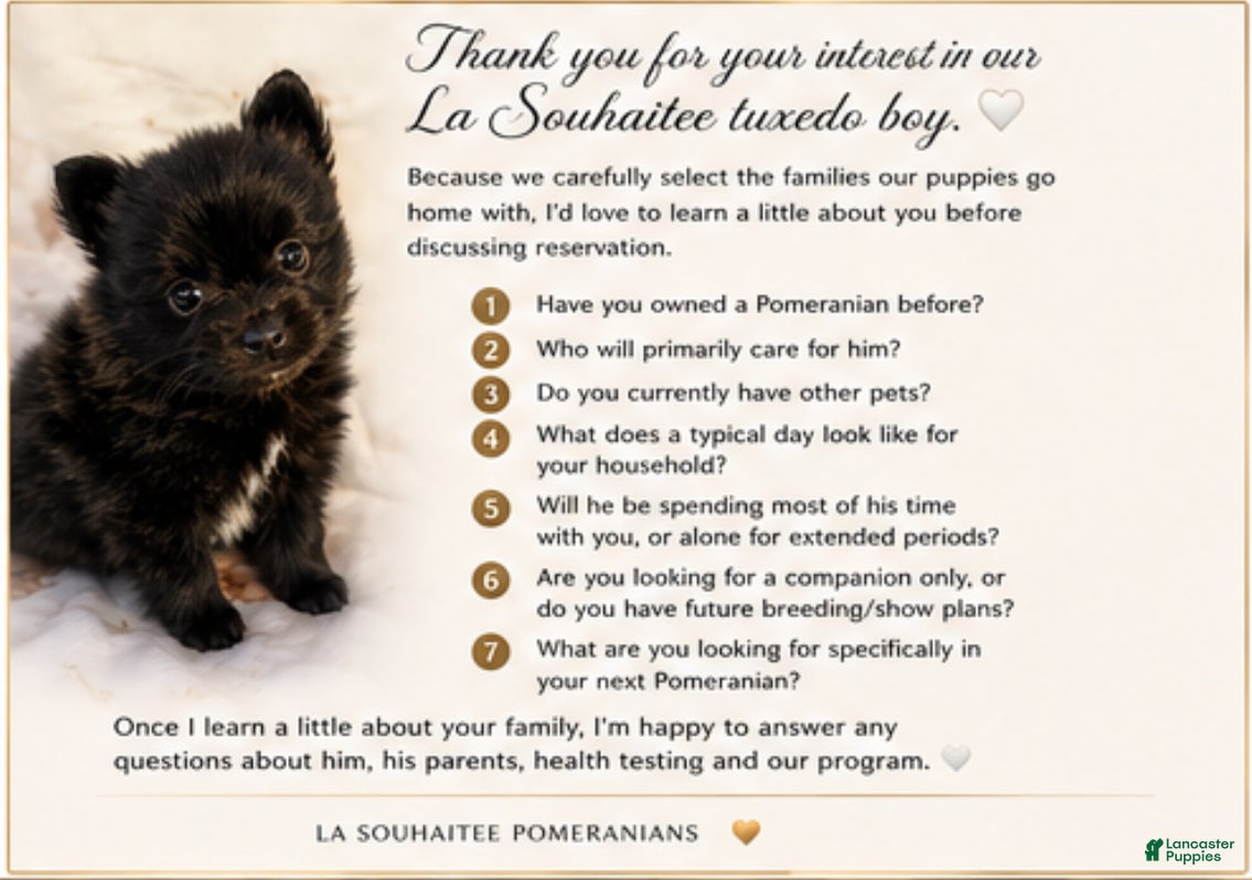 Pomeranian dogs Tuxedo Gentleman - Eddie M3 - Ad 2
