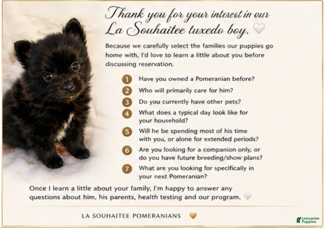 Pomeranian dogs for sale: Tuxedo Gentleman - Eddie M3 - Ad 2