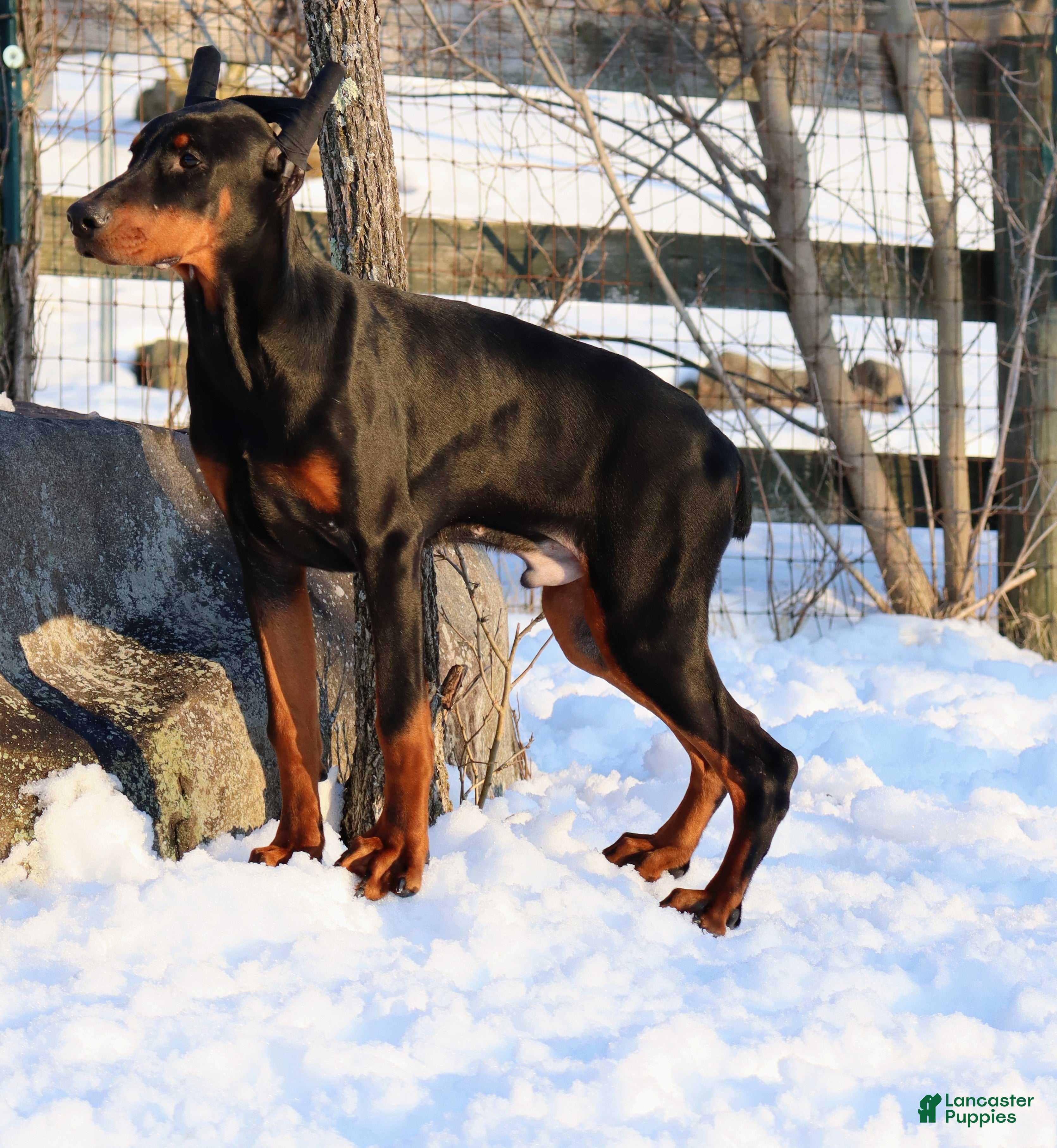 Doberman Pinscher dogs Chili - Ad 32