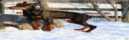 Doberman Pinscher dogs for sale: Chili - Ad 1