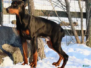 Doberman Pinscher dogs Chili - Ad 32