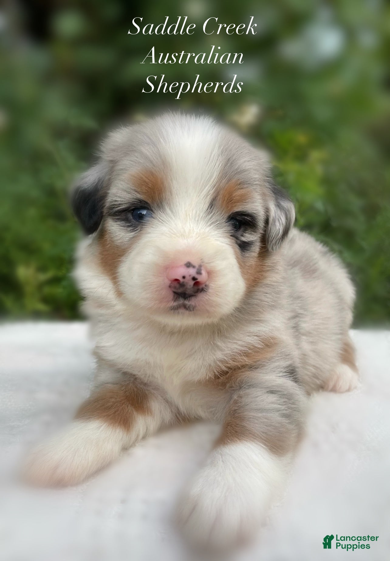 Australian Shepherd dogs Australian Shepherd 3 - Ad 1