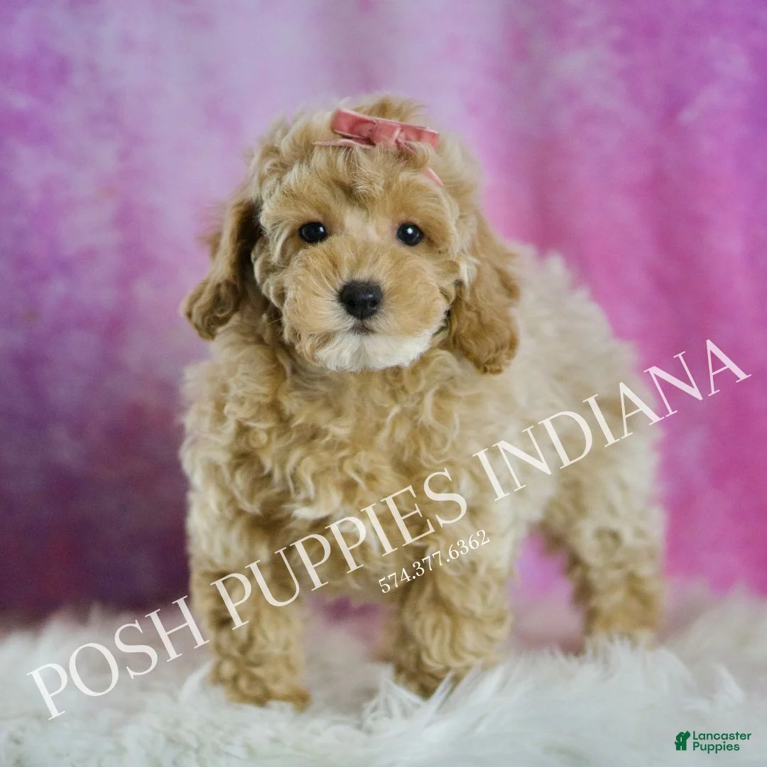 Miniature Poodle dogs for sale: Miniature Poodle Puppy 3 - Ad 5