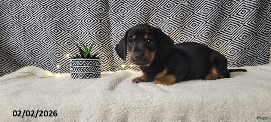 Miniature Dachshund dogs Jake - Ad 2