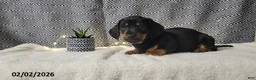 Miniature Dachshund dogs for sale: Jake - Ad 2