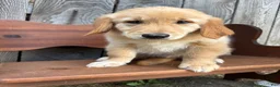 Golden Retriever dogs for sale: Duke - Ad 5