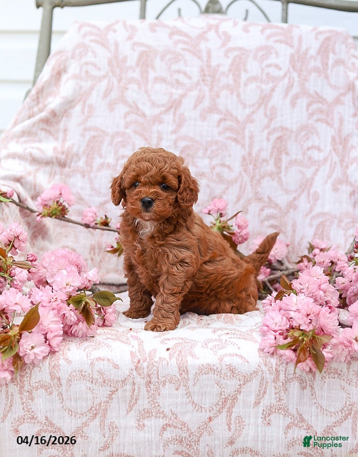 Cockapoo dogs Kayla - Ad 1