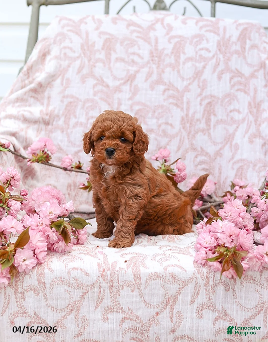Cockapoo dogs for sale: Kayla - Ad 1