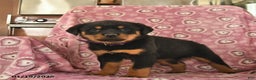 Rottweiler dogs for sale: Sunlight  - Ad 3