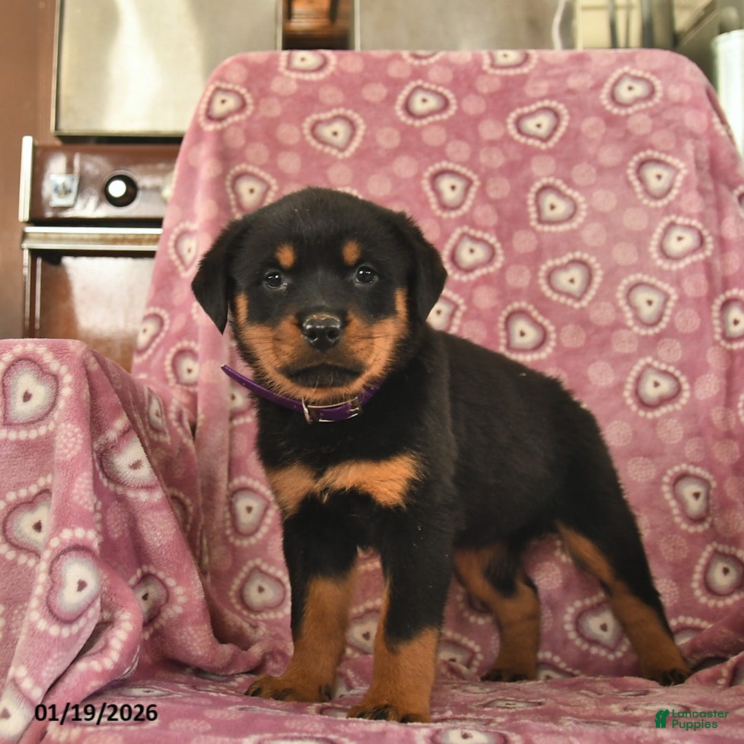 Rottweiler dogs for sale: Sunlight  - Ad 3