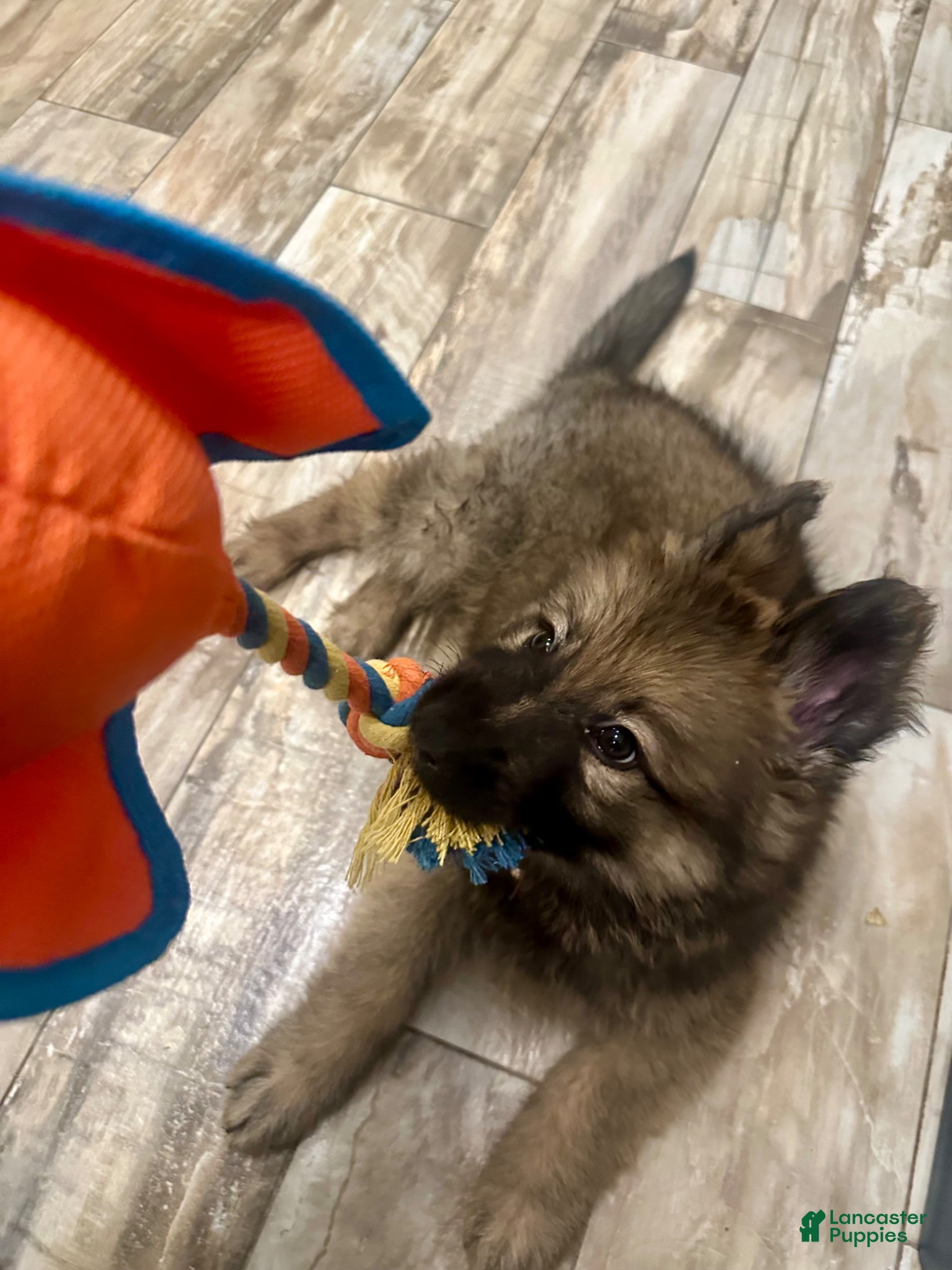 German Shepherd dogs German Shepherd Puppy 1 - Ad 5